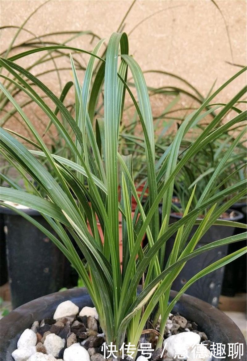  根系|兰花根上“5个螺”，近看“老卢头”，赶紧剪掉保命！