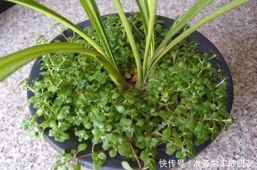 龙血树龙血树|4种“耐阴性”绿植,家里放一盆,再也不怕没阳光养不了花了!