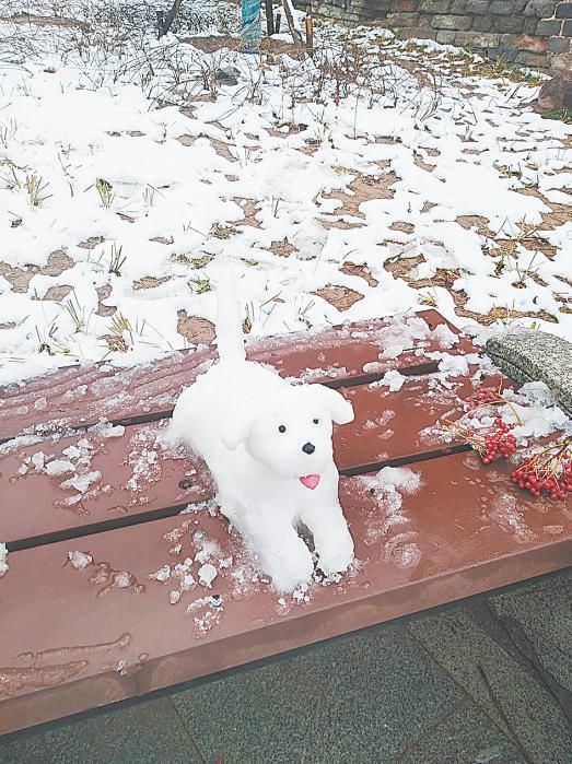 雪景|开封迎来今年首场降雪 市民争相拍雪景、堆雪人