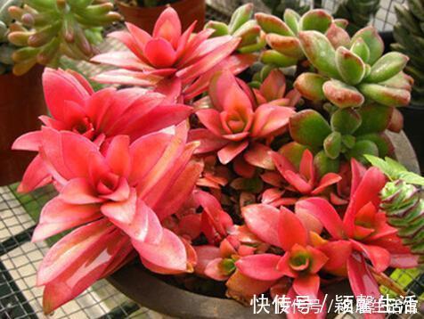 叶片|家里的多肉总是长不好？避开3个“陷进”，你可不要中招！