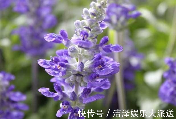 萃取精油|“它”开花比薰衣草还美,“便宜”好养活,群植效果看了都想养