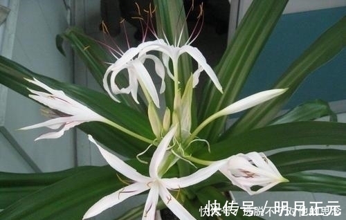 凤仙花|家里万万不要养这几种花，难怪家人身体越住越差，聪明人一眼便知