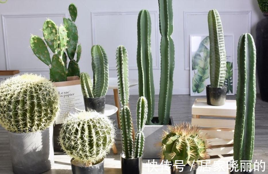 家庭盆栽量天尺的注意事项，你全晓得吗？