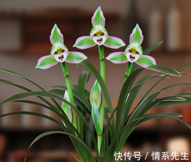 一花双色非常罕见，花香清新，叶带金边，花姿高雅大方，让人沉迷