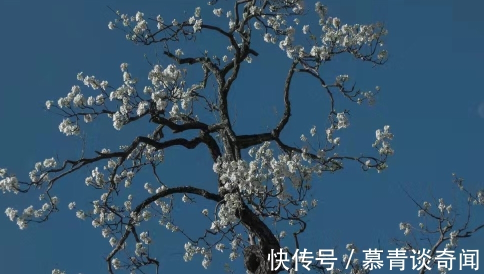 文学作品$萧红《呼兰河传》:生死无常,生死散场(深度好文)