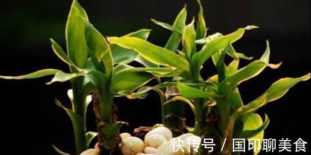 水培富贵竹生根了，如何换水，知道此几个小妙招，轻松即可搞定