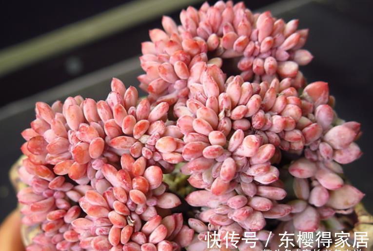 品种|炎炎夏日，我们来认识一下光听名字就很凉快的多肉——秋之霜