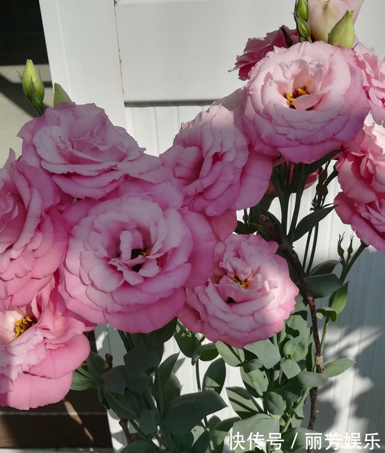 “高端名花”女人香气,姿容高雅,娇嫩柔和,实属养花首选