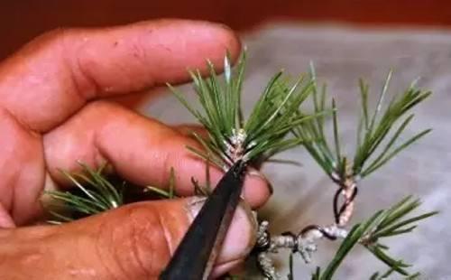 秋季“修枝”很重要，千万不能舍不得，4种方法学会一种就行了