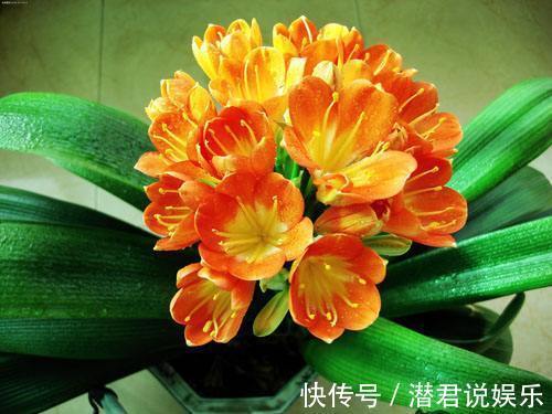 君子兰|君子兰不开花老花匠有“开花秘诀”,轻松养爆盆,花苞蹭蹭长