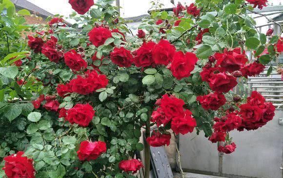 小苏打,小药片都是忽悠人,老大爷用它来养花