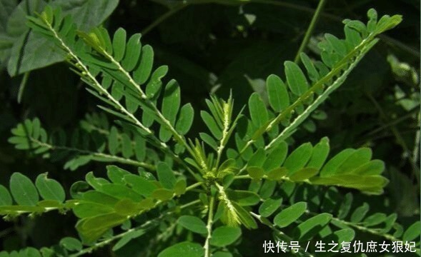 暑热腹泻|人称“阴阳草”,如今不多见,看到是福气,别拔,拔1棵少1棵