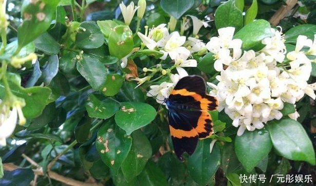 夏季最适合养的花，此花我国最香，花开180天，净化空气比绿萝强