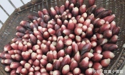 农村|这个植物一般长在农村,出口日本成抗癌佳品,做菜非常棒!