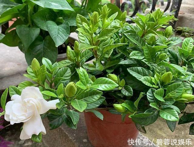 矿泉水瓶|扦插栀子、茉莉,使用垃圾自制“生根器”,7天冒白根,忒好养