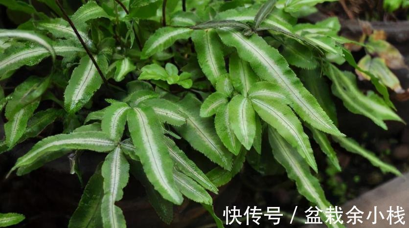 凤尾蕨|小时候常见的1种杂草，如今遍寻不到，制成盆景别有一番风趣
