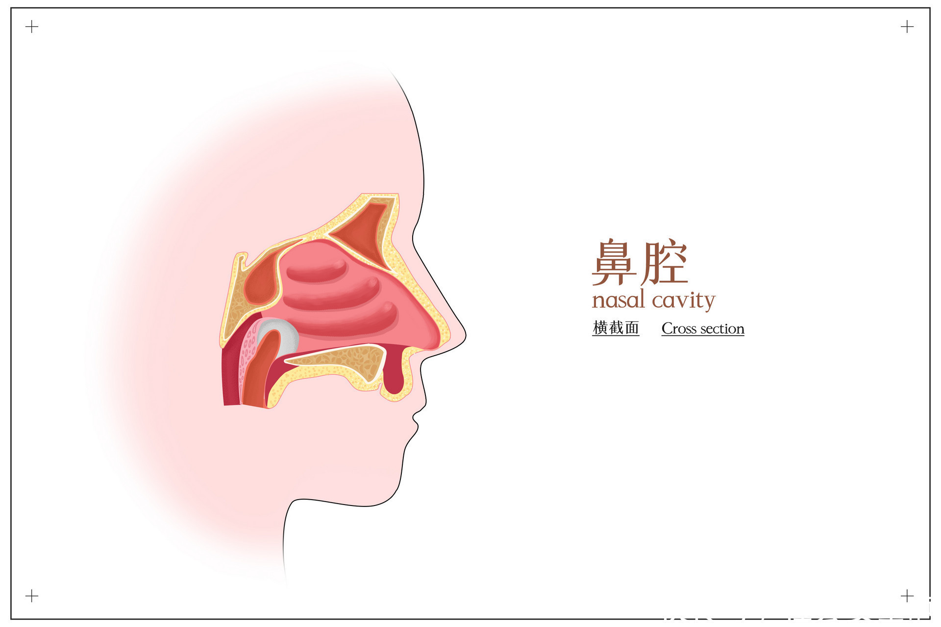  冲洗鼻腔有什么注意事项