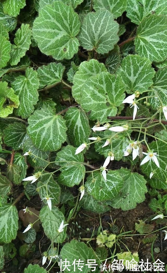 小花|有种小野草能开花，盆植无光也能活，可爱却很霸气