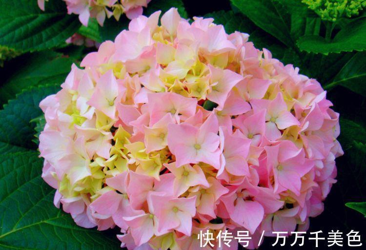 花色|农历7月29日开始,养花养个耐看的,好养易开花,花色繁多易爆盆
