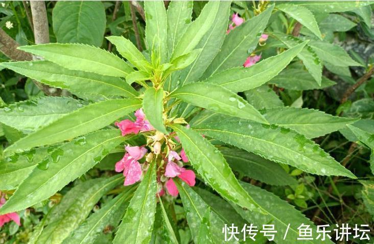 染指甲|农村人称凤仙花,小时候用来染指甲,价值珍贵,对灰指甲有一绝