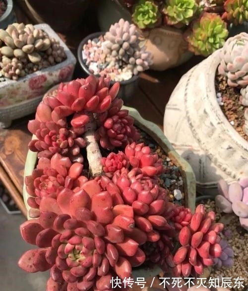 养了280天的多肉红宝石,上色美爆侧芽,长成群生小老桩!