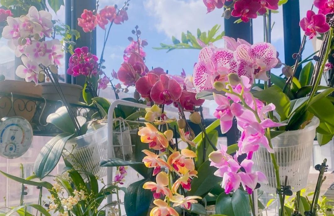 5种好运花,好养易活颜值高,新手一样养很好