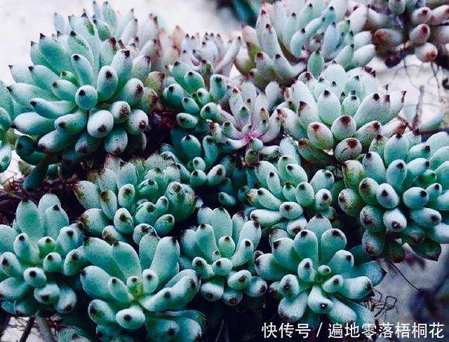 意境|10款意境深远的蓝色系多肉！养成老桩美呆了！越养越爱！