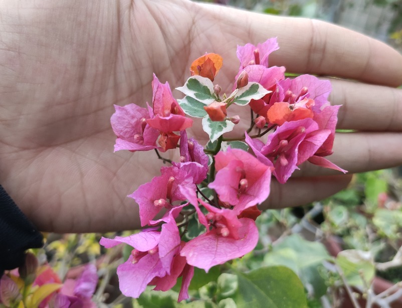 透气性|养三角梅最怕不开花,如果你是新手,从5点入手,让它一年开多次