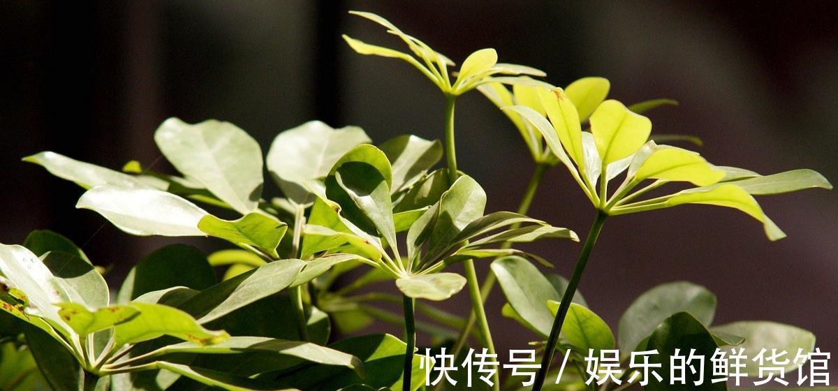 客厅|客厅摆放的4种绿植,不仅四季常青,还高贵典雅,品位不俗