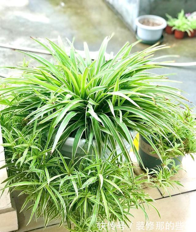 养花|夏季养花，记住8个字，轻松度夏，枝叶翠绿健壮生长