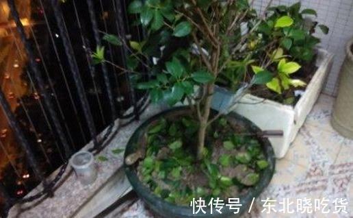 入冬后,家里的文竹,茶花总掉叶,学会这些小方法,让叶子更油绿