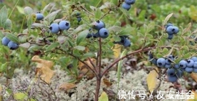 采摘|农村这野果有个外号叫“野蓝莓”，人们都爱吃，但却不知其功效！
