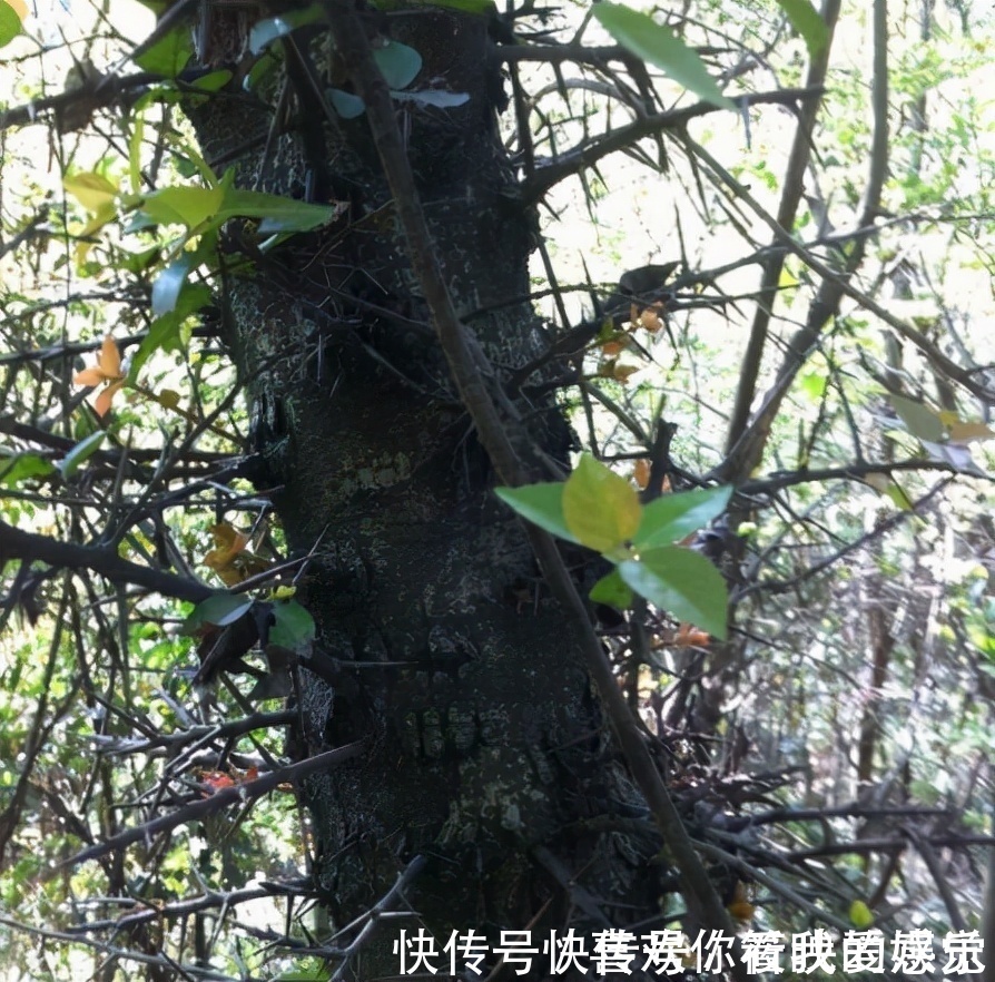 柘树长得不起眼,为何却能和紫檀齐名,还被称为“帝王木”