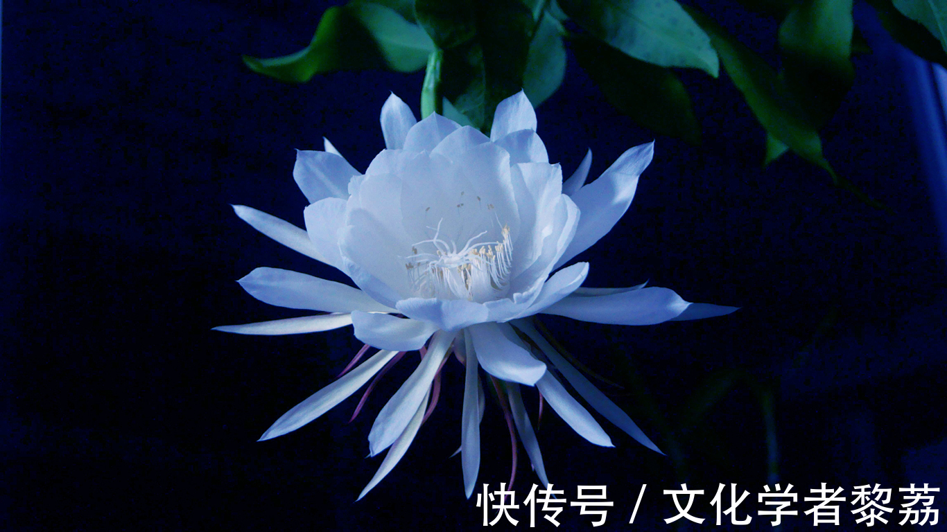 昙花!昙花的物语