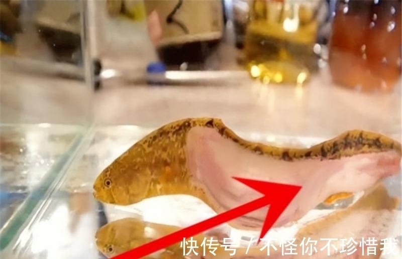 日本发明的“骨泳”，将活鱼肉剃光，再放回缸里，鱼还活着