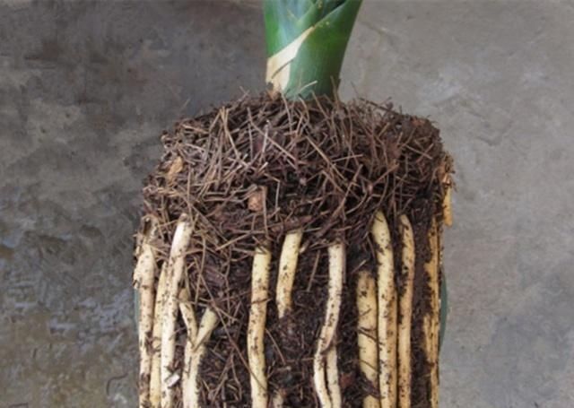 万能养花之宝,盆里放一点,不黄叶、不烂根、不生虫还不用肥