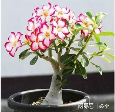 大丽花|夏至后赶紧扦插5种花,越热生根越快,错过就要等明年