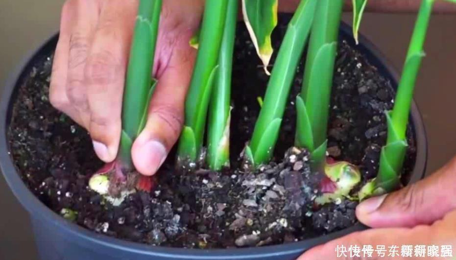 阳台上|阳台盆栽生姜,简单4步走,叶绿当花赏,不用再去买,自给自足