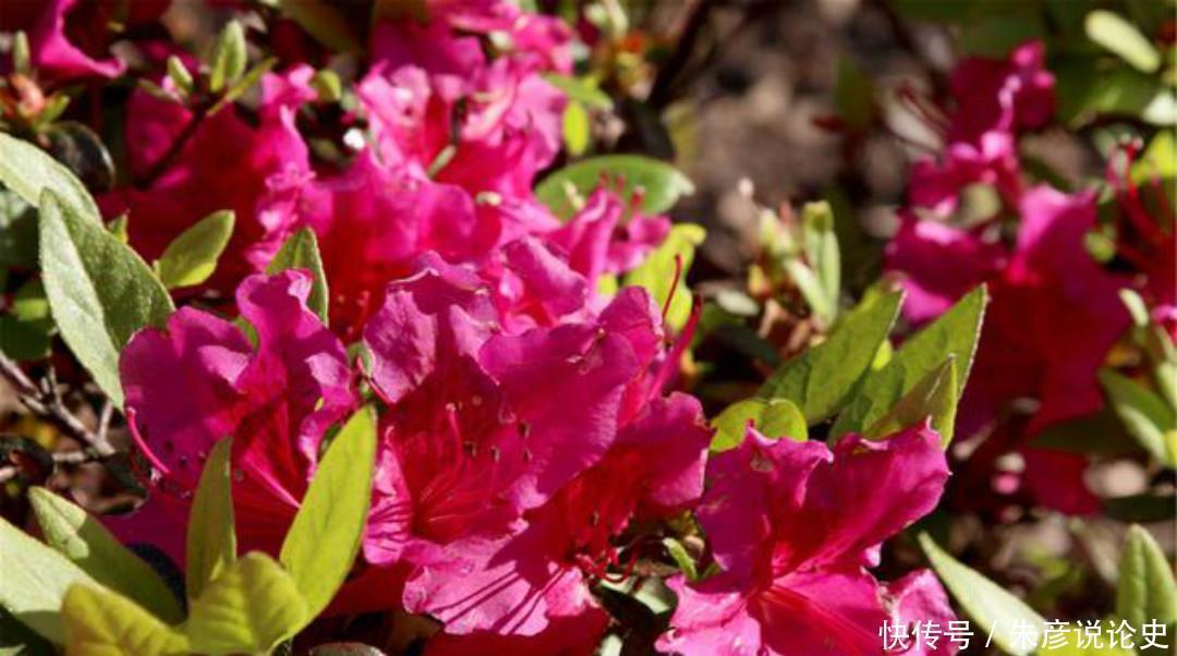 春梦@白居易这首诗看似明如白话,千百年来却争议不断,无人能解释清楚