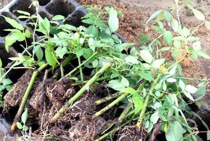 3种花枝条活性高,现在扦插正合适,15天就生根,当年就开花