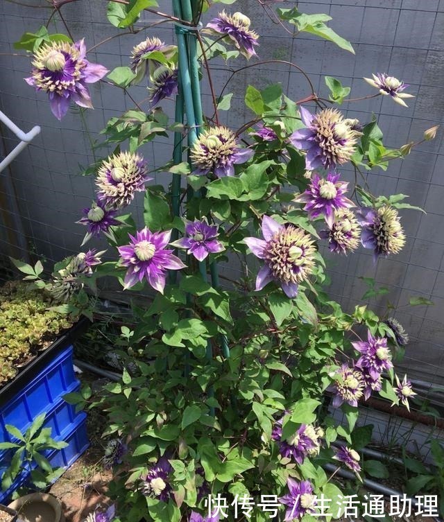 f系|此花是世界名花，好看又好养，种植容易，是盆栽佳品，室内也能养！