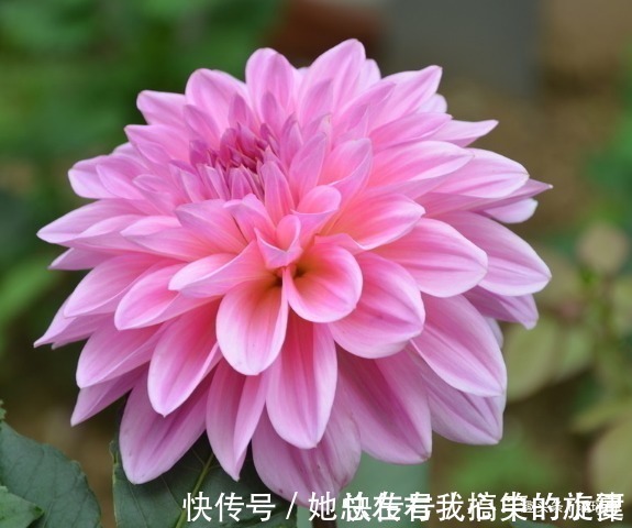 花姿|此花外形奇特品种极多，花姿优雅霸气傲然，是寿比南山的好寓意