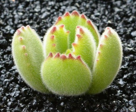 最好养的这些多肉植物,越懒越心动,养开后肉嘟嘟的可爱