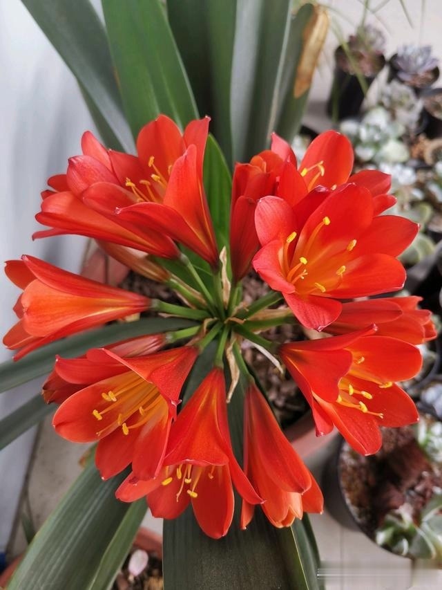 浇灌|君子兰肥足长得壮,4种“肥水”轮着浇,10枝花箭一起蹿出来