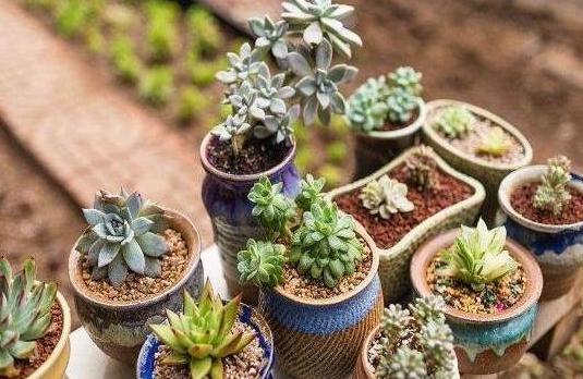 盆栽多肉植物,该如何养出好状态紧抓4方面,长个快、不黄叶