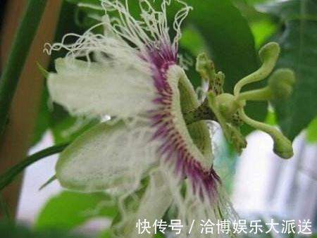 超哥|家里“3种花”不能见光，放暗处“摆好”，叶片油亮、花儿开得旺