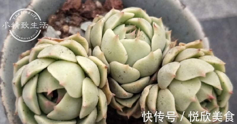 干枯|多肉植物什么时候浇水,看这3处精准判断,四季适用,全国通用