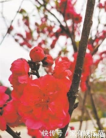 中年|泉州:一城繁花开画卷 出门踏青赏花正当时