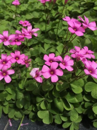 酢浆草|酢浆草可是潜力股，每次开花一大片，冬天不开花，3点原因在搞鬼