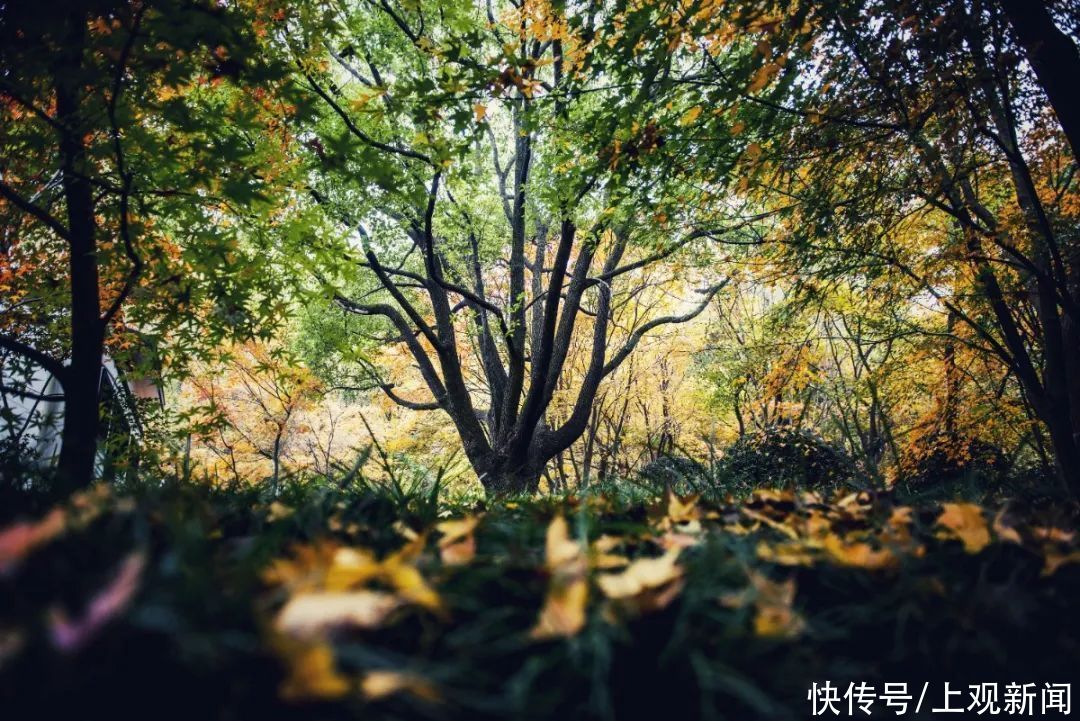 冬雨|冬雨浸润后的共青，别样动人